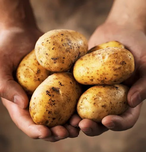 Premium Potatoes